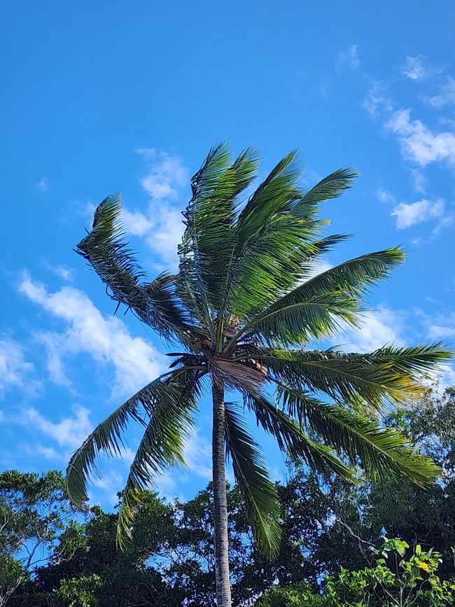 Tag 29, 23. Mai, Daintree