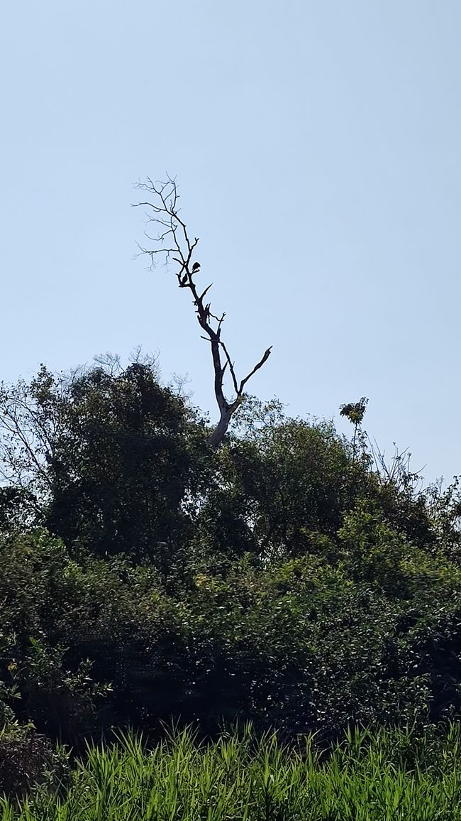 Brazil Pantanal River Cruise