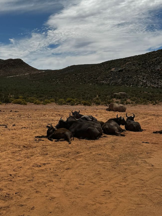 #3 - Ciudad del Cabo - Safari - Los Grandes Cinco