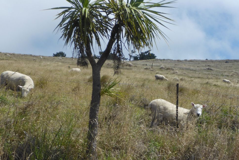 Le premier mouton !