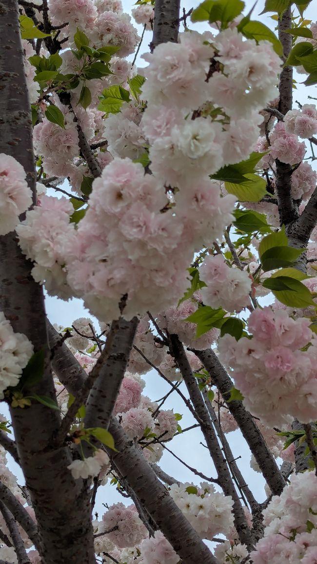 Prime impressioni di Tokyo