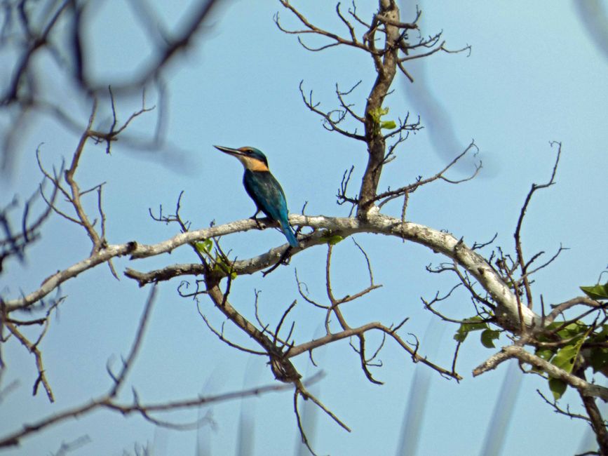 Eisvogel bei 30°C