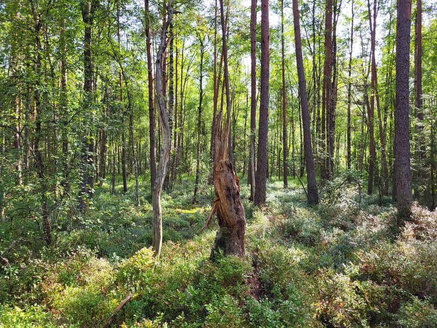 Store Mosse Nationalpark