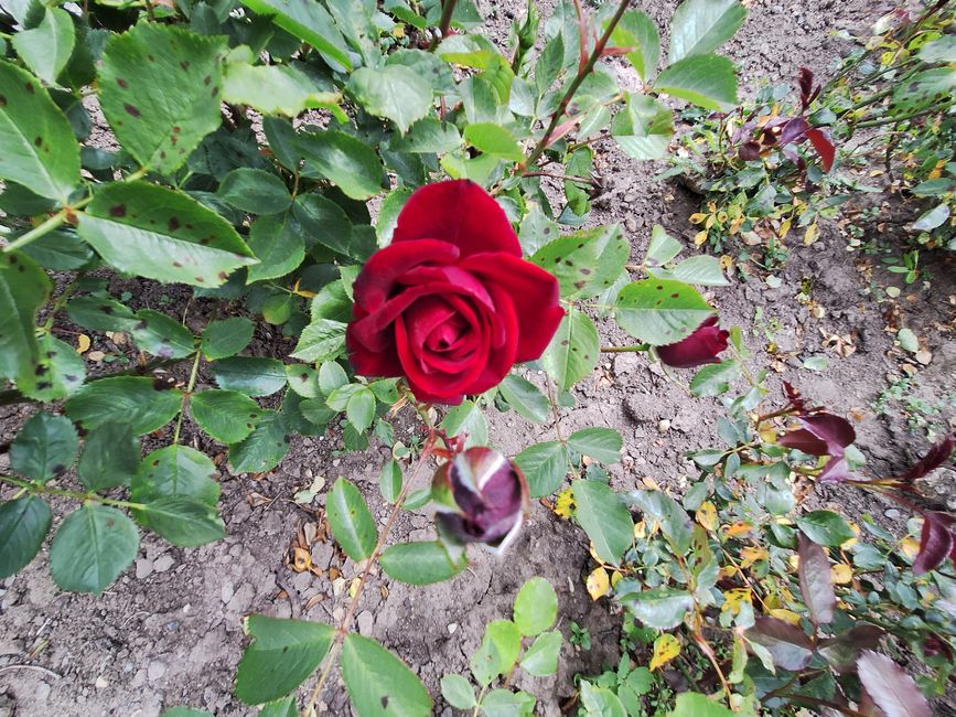 Radeln zum Rosengarten