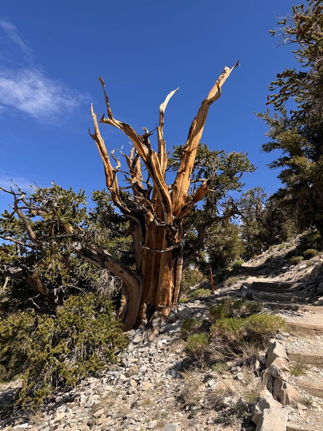 Foresta di Pino Bristlecone Antico – gli alberi più antichi del mondo