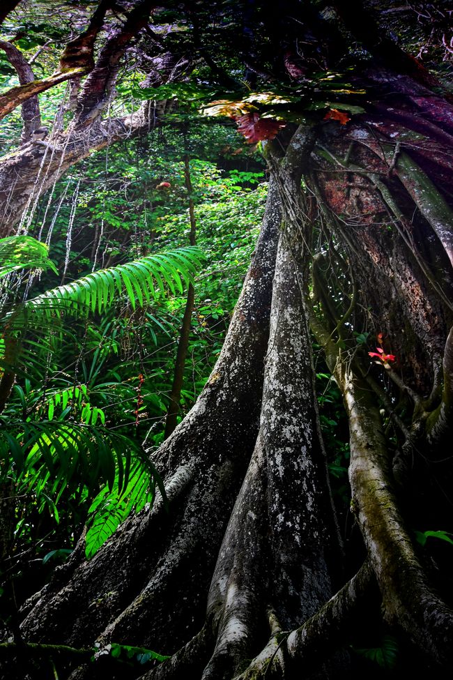 ¡AL JUNGLE! - El gasómetro de Pforzheim te transporta a la Amazonía