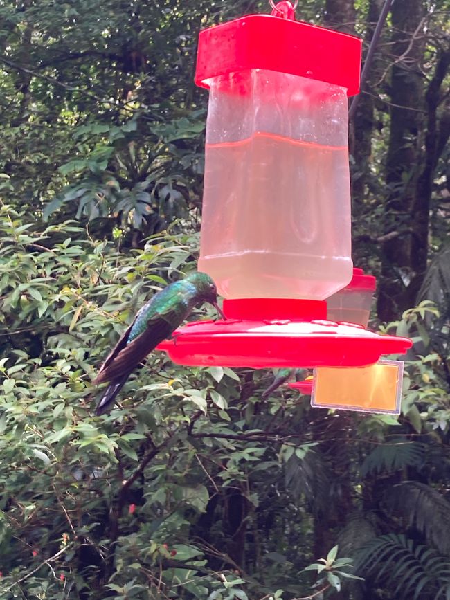 Monteverde