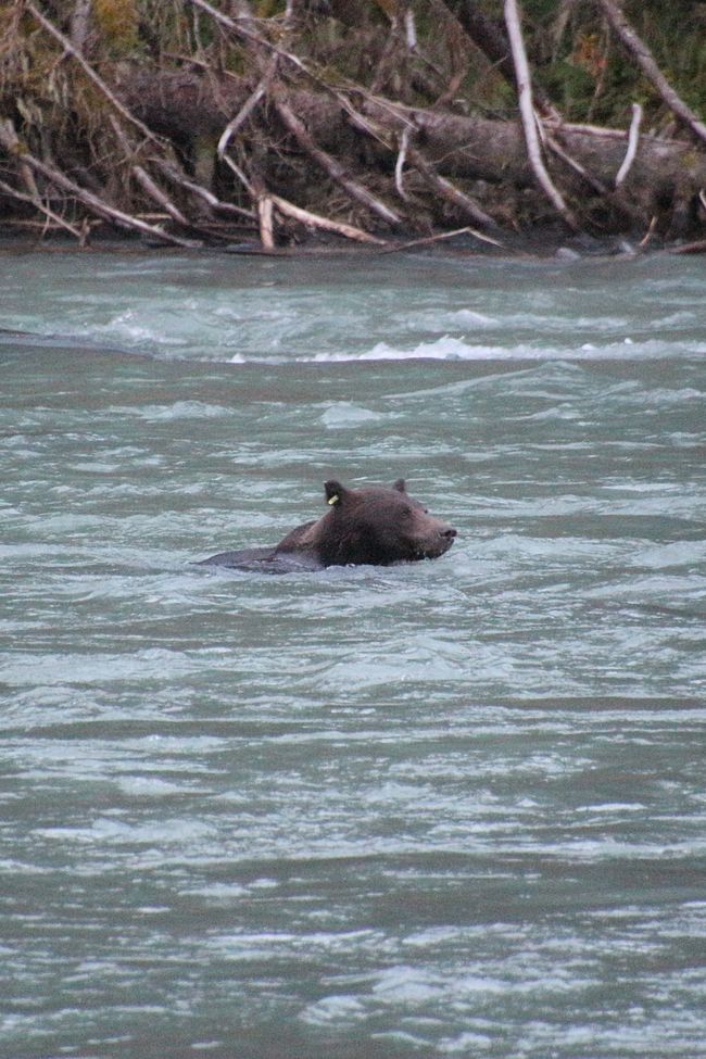 Day 26: Chilkoot River - a big bear show & photoshoot with 'Lulu'