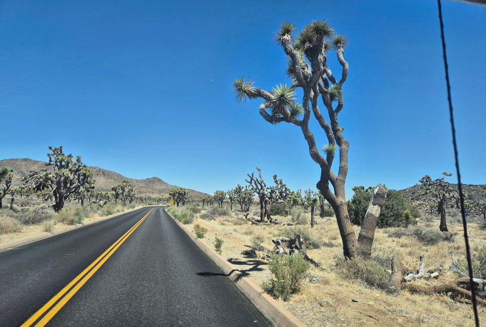 Parc national de Joshua Tree