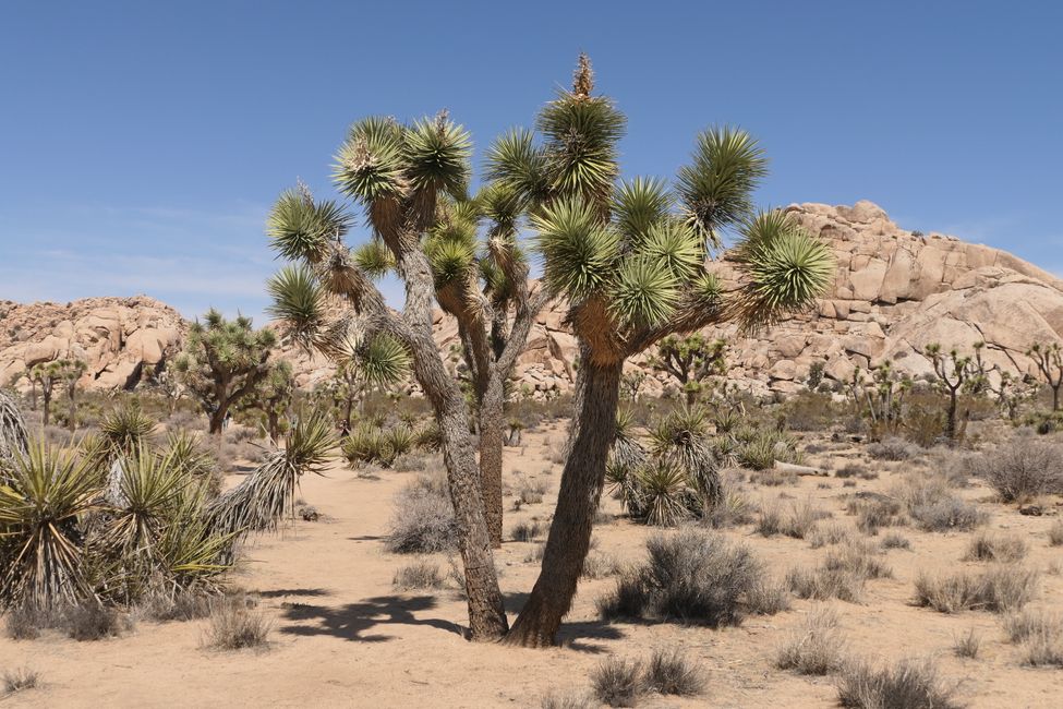 USA - Las Vegas and more ...   road trip 2025