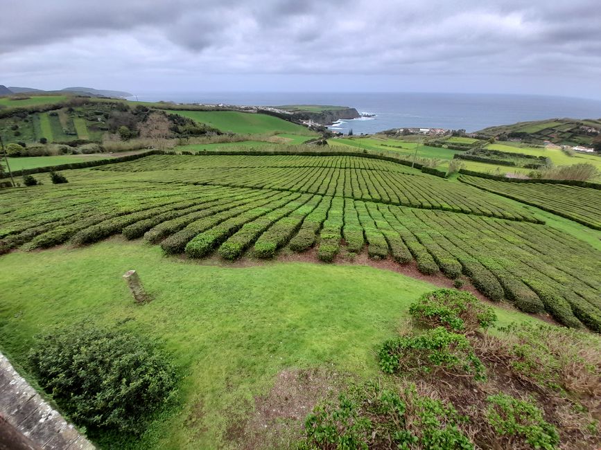 A tea plantation