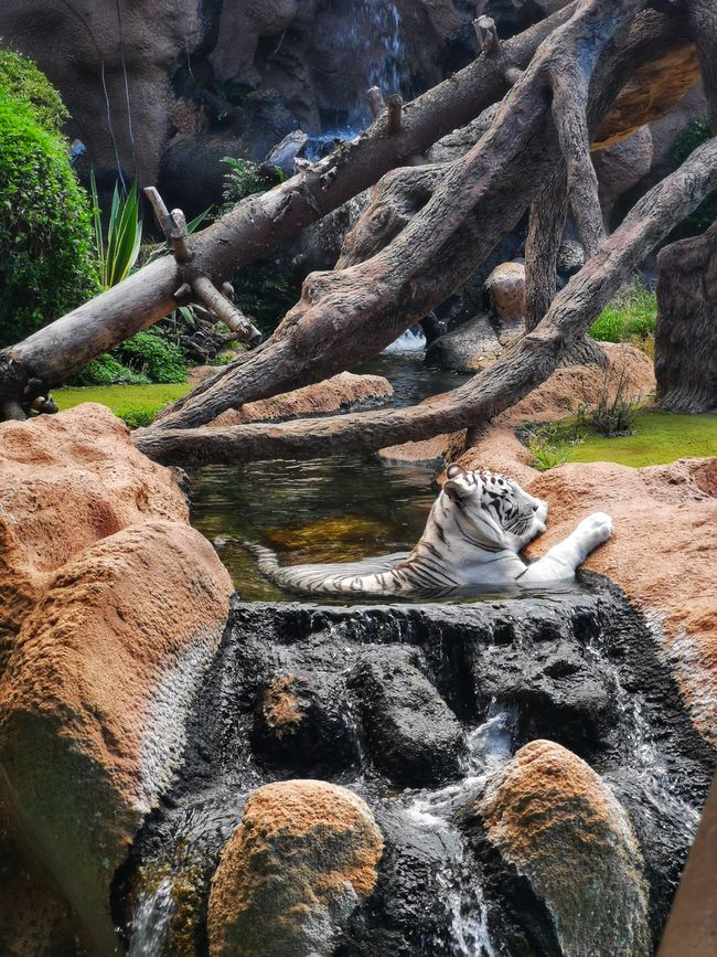 Loro Parque - zoo