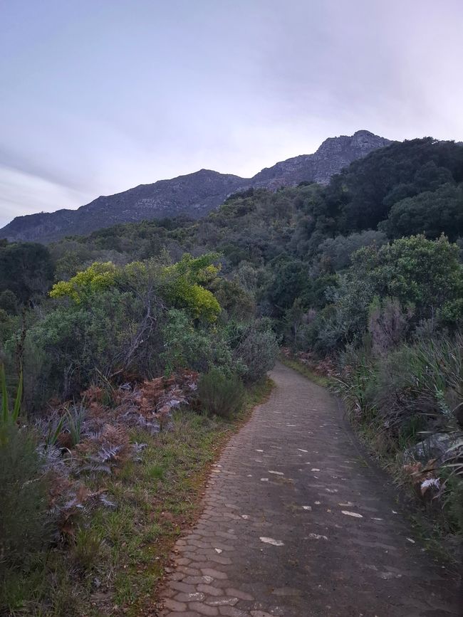 Sendero Constantia y bosque de Newlands