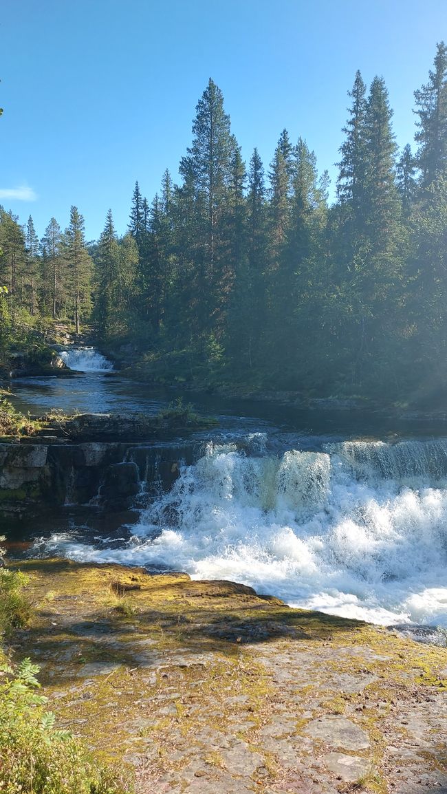 Parc national de Fulufjellet - Safari d'élans