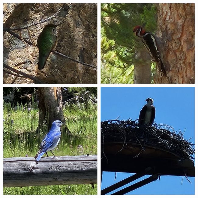 Hummingbird, Woodpecker, Mountain Bluebird, Osprey