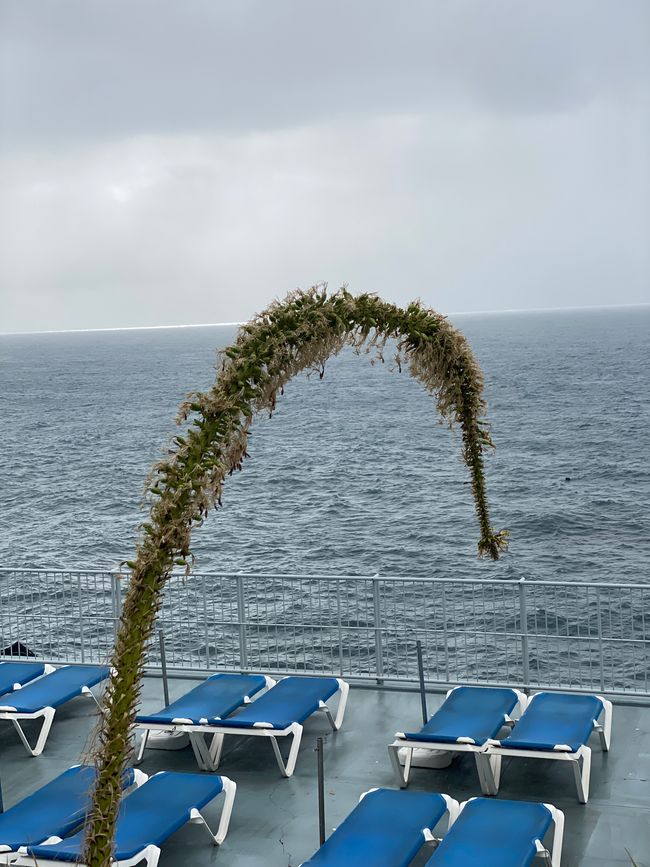Eine Schwanenhalsagave mit Blick auf Liegestühle und Meer