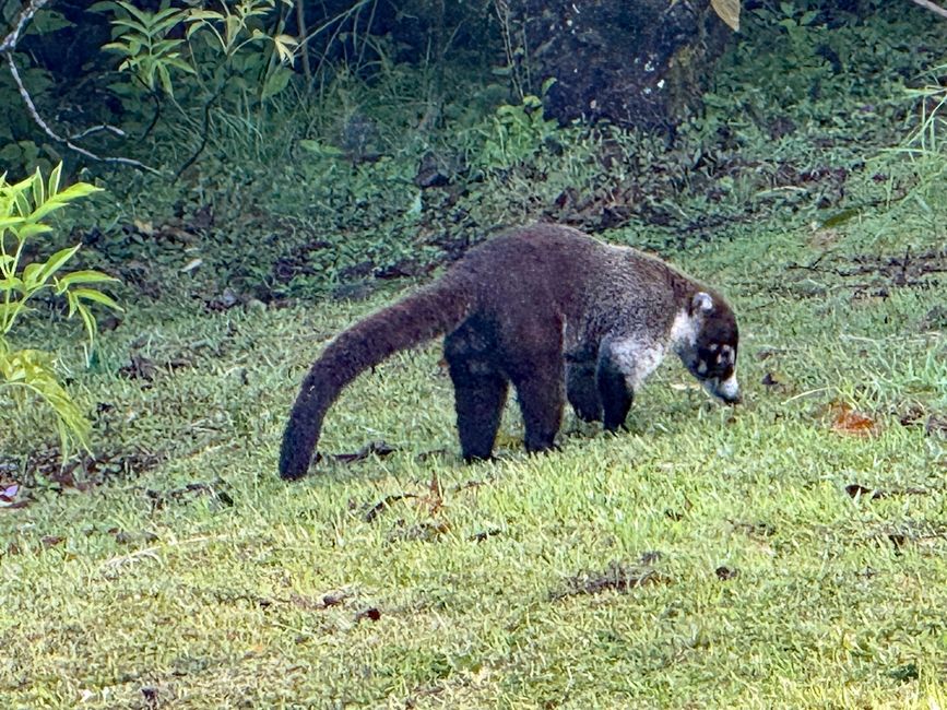 Coati / Weissrüssel Nasenbär im Hotel Gelände