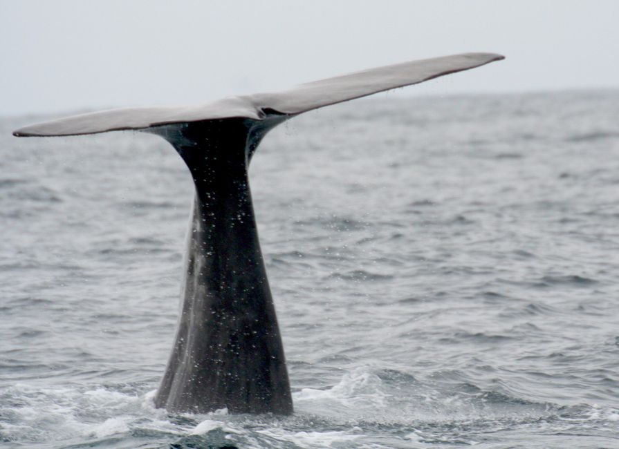 Diving