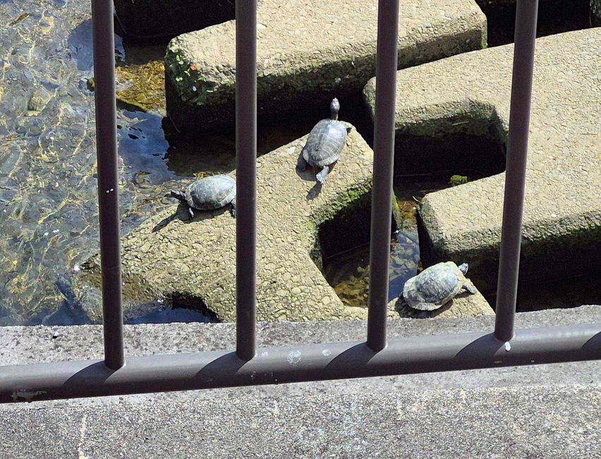 Unterwegs zum Inneren Schrein, Kōtai Jingū