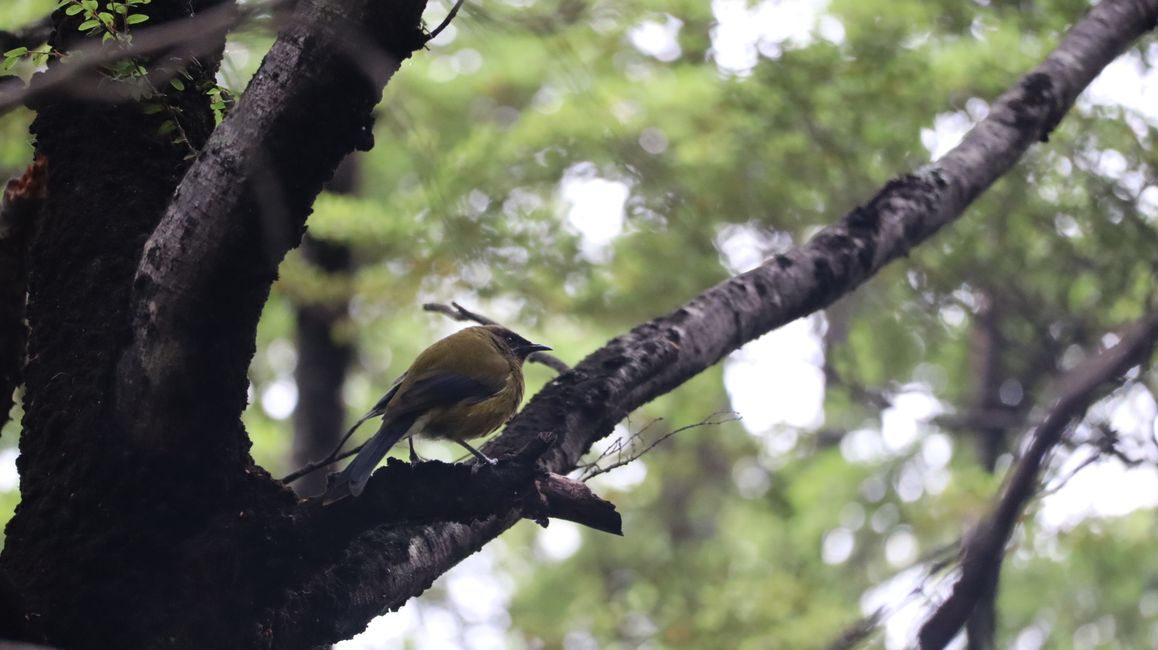 Bellbird