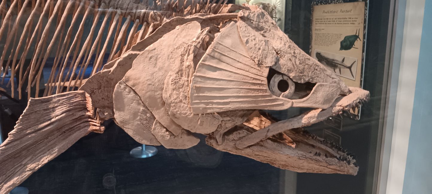 Museum of Natural History I