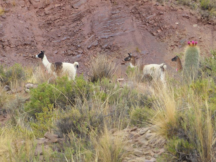 Bolivia, sorgenti termali a Tacoro