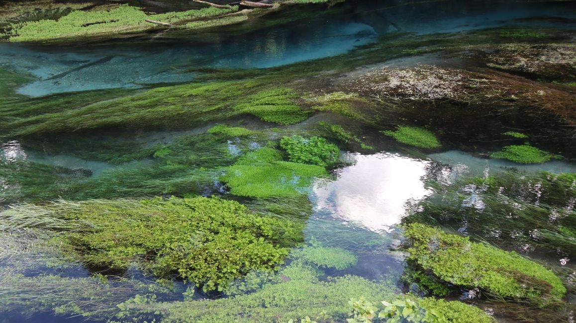 Putaruru Blue Spings Park