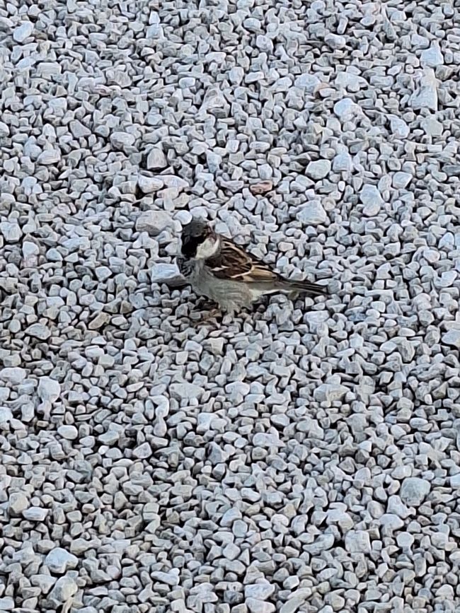 auch der Spatz feier mit....