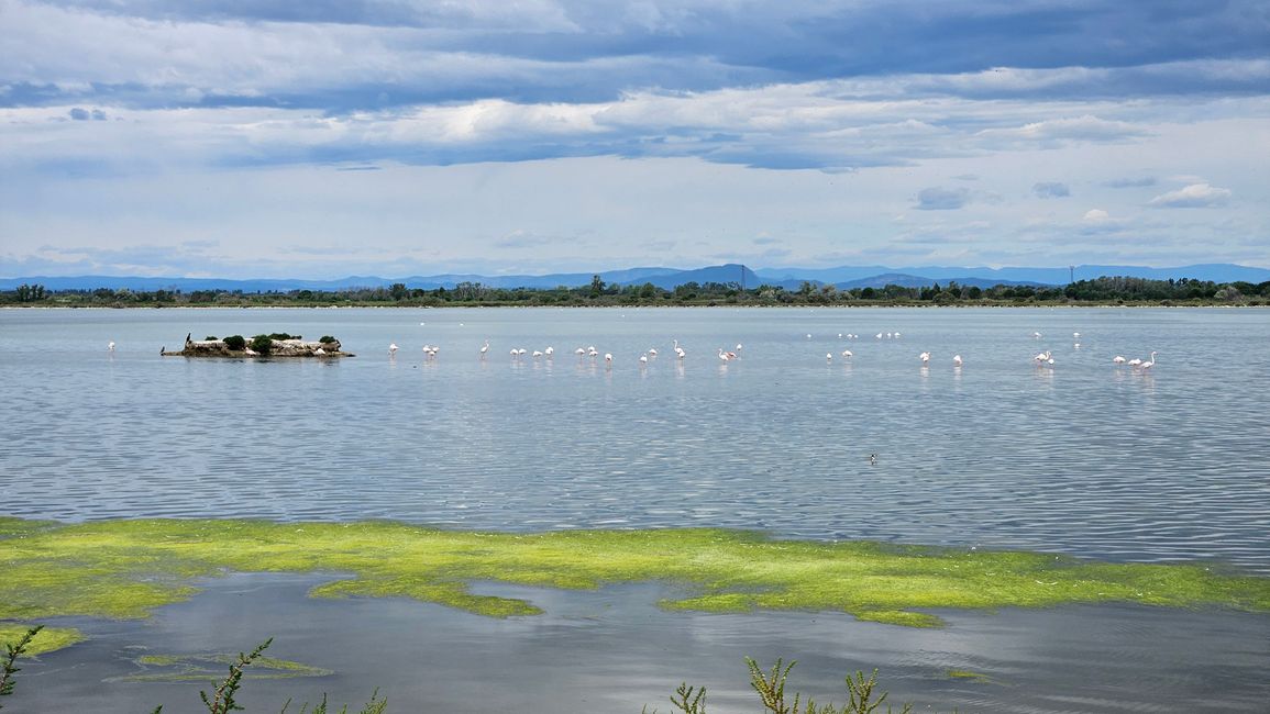 Flamingos in der Camargue