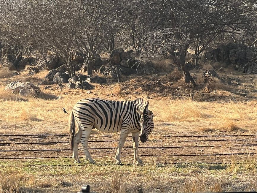 Namibia 2k25 🦓🏜️🐘