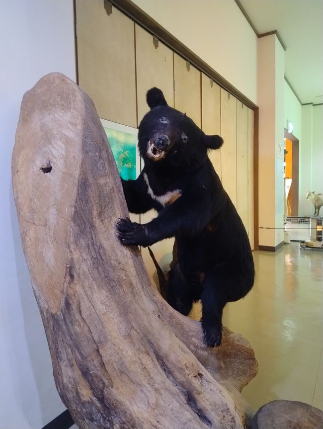 Oso embalsamado