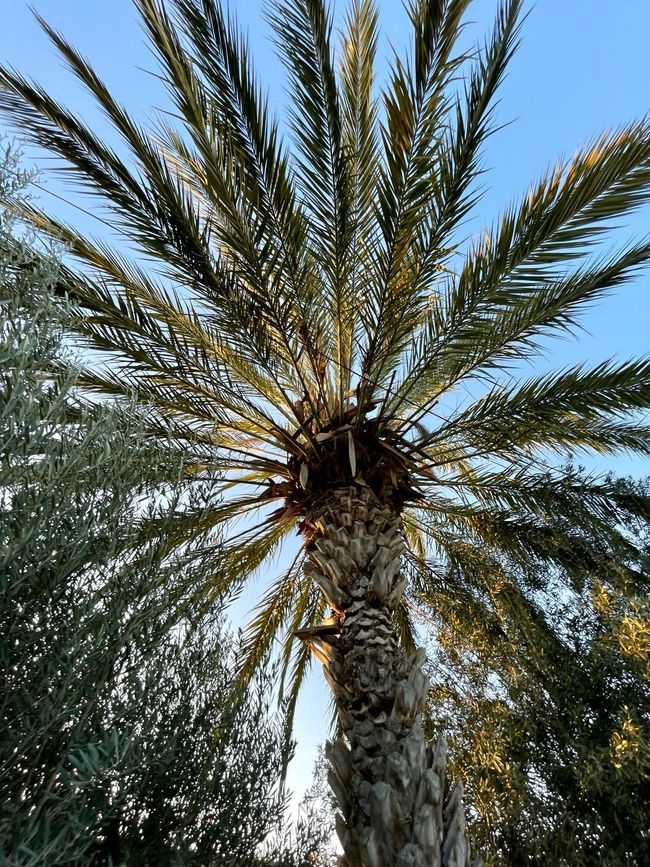 A tall palm tree. 