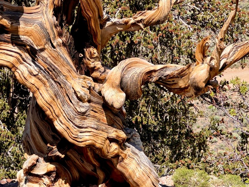 Foresta di Pino Bristlecone Antico – gli alberi più antichi del mondo