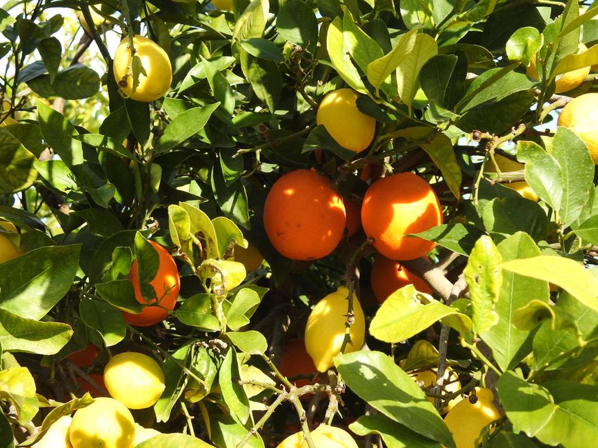 Lemons and oranges on a tree.