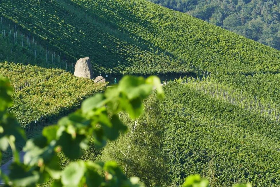 Zwischen Weinreben und Geschichte: Die Yburg im Fokus 📸