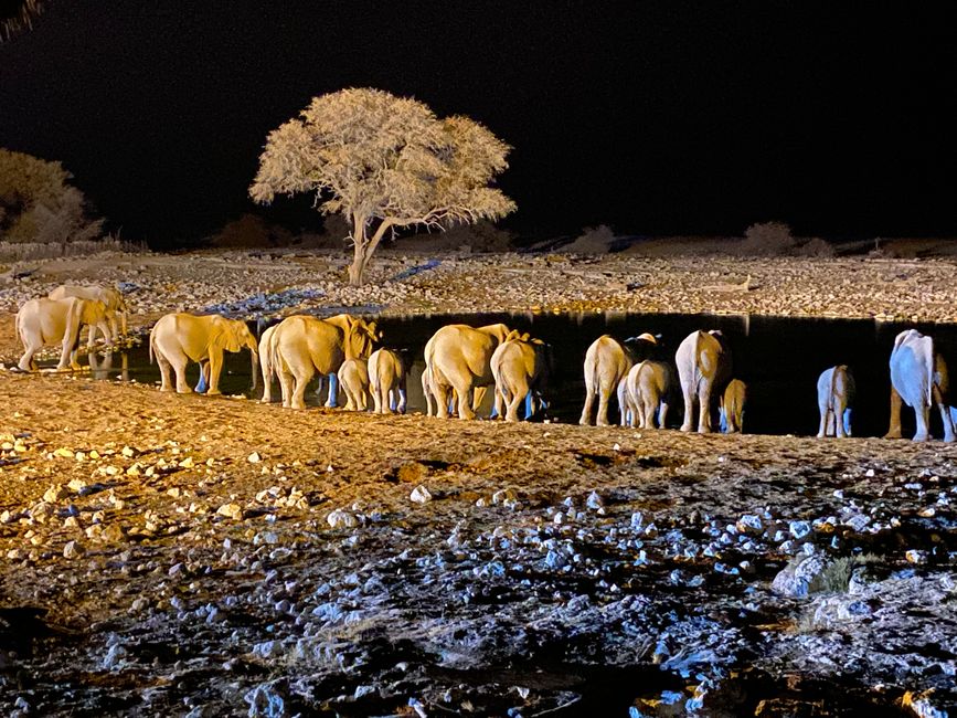 Ethosa Nationalpark 🐘🦒