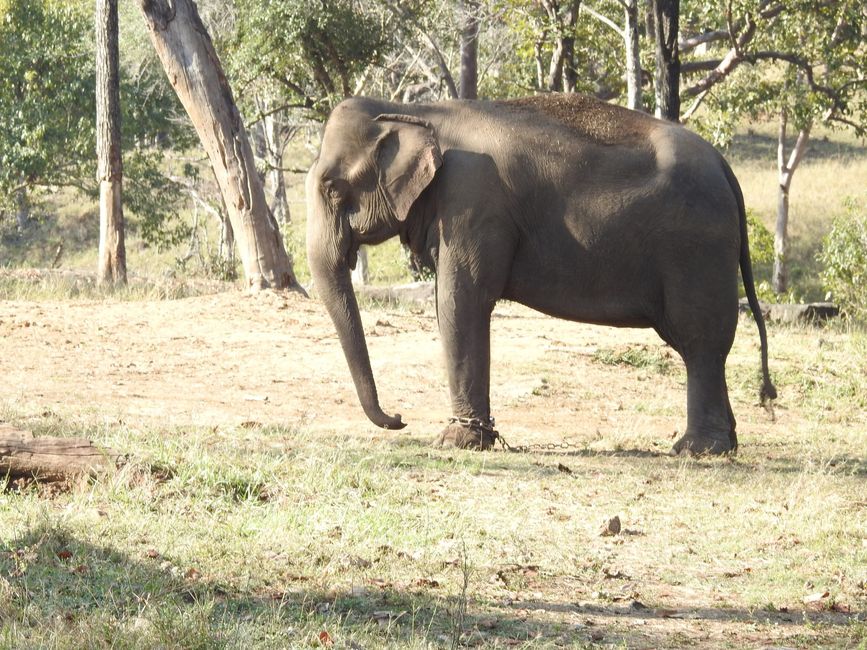 Offizieller Parkwächter Elefant hat dienstfrei