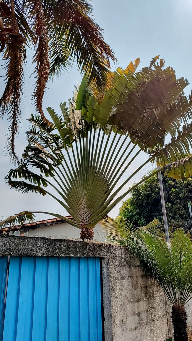 Brasil, en casa de Tania en Goiania