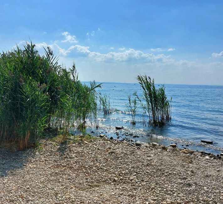 Lazise