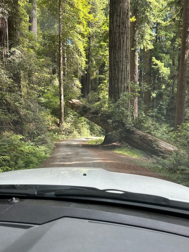 North Californian redwoods