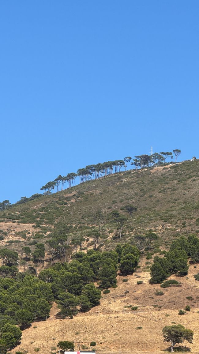 Nur am Gipfel wachsen Bäume haben wir sehr oft gesehen