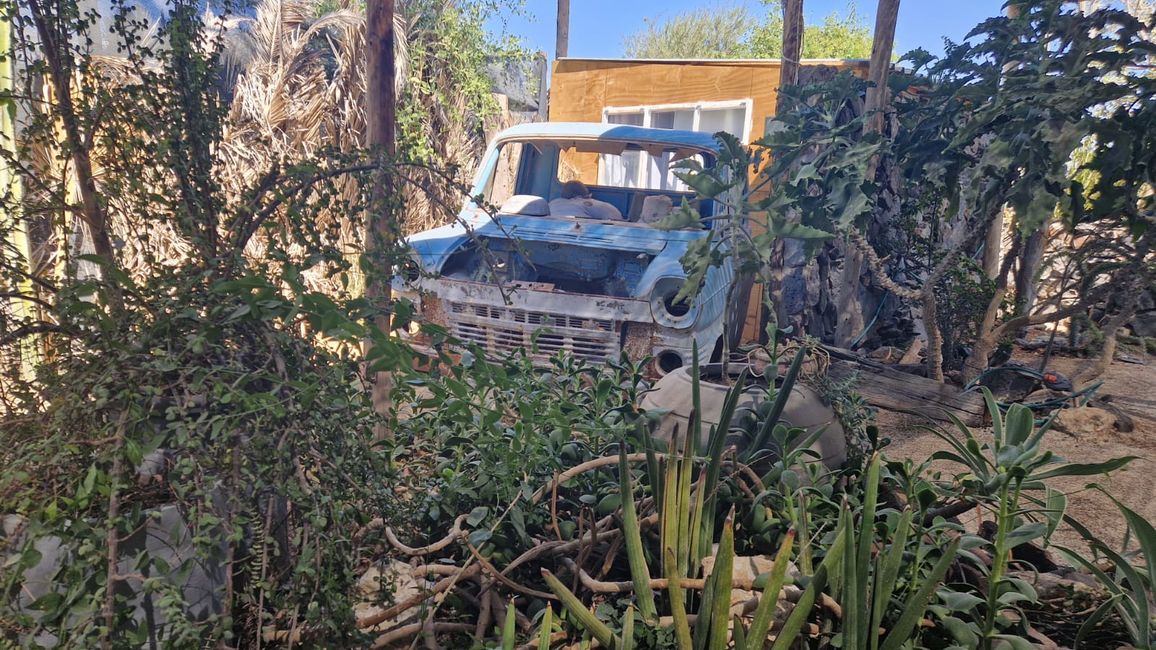 Cactus and CoffeeTea Garden