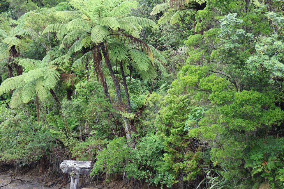 Abel Tasman