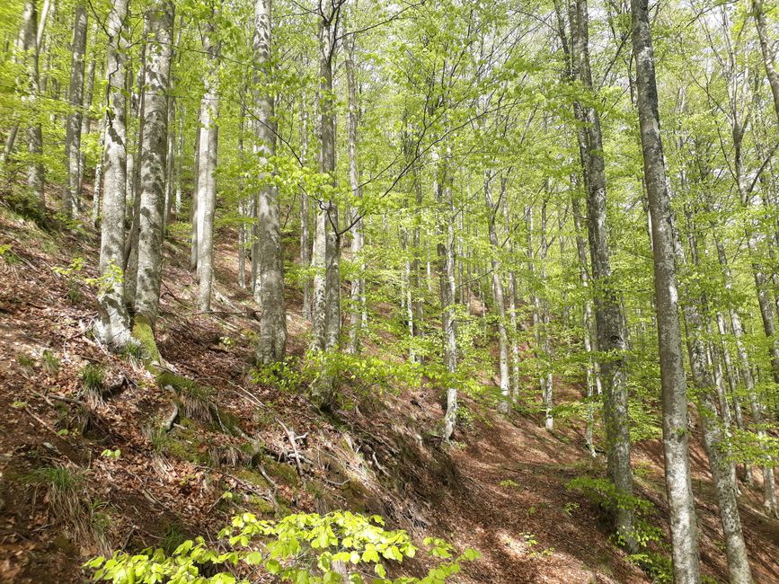 Wonderful beech forest in the Casentino National Park