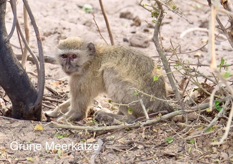 Bwabwata Nationalpark