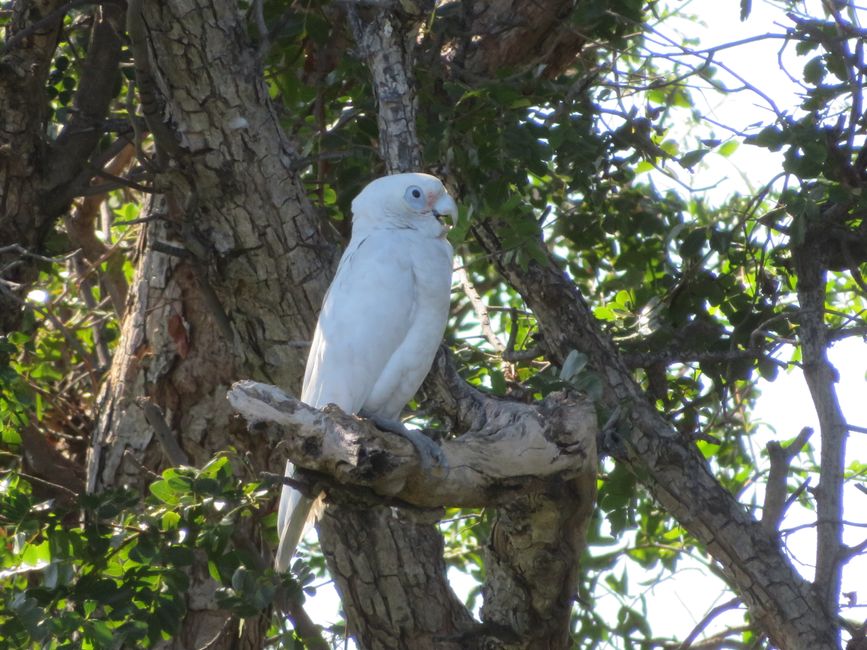 In the shade of the trees, the chirping ducks sit 