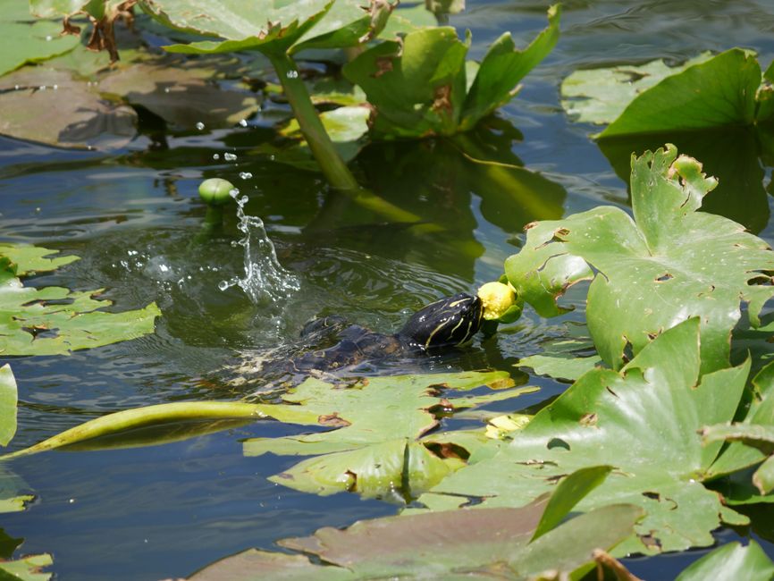Everglades National Park
