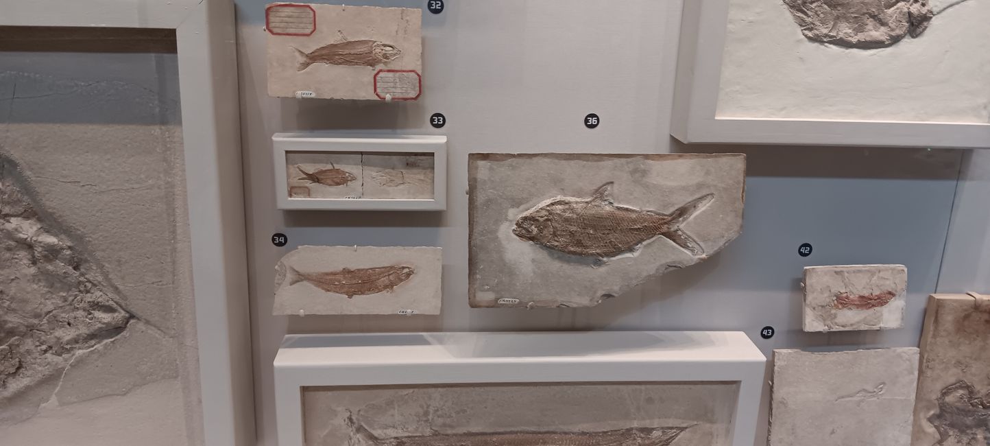 Museum of Natural History I
