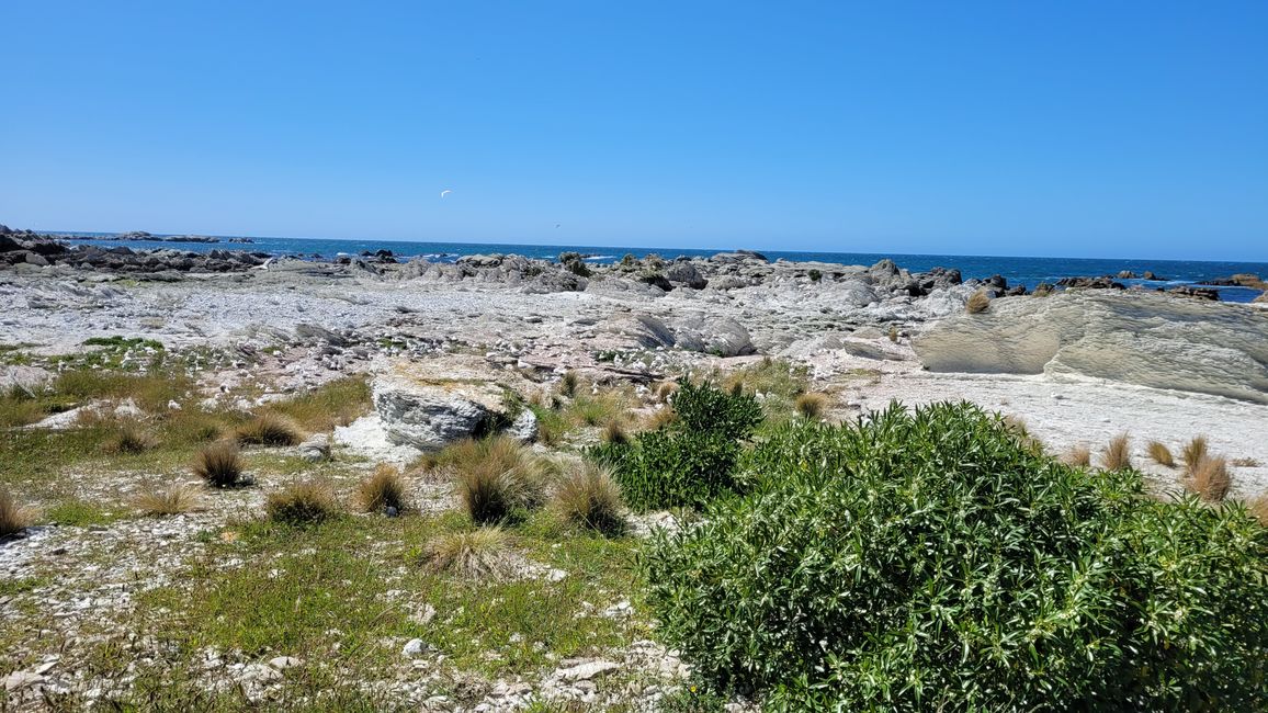 „Animal Watching“ in Kaikoura – Part Two (Seals, No Whales & Dolphins? - but Sheeps!)