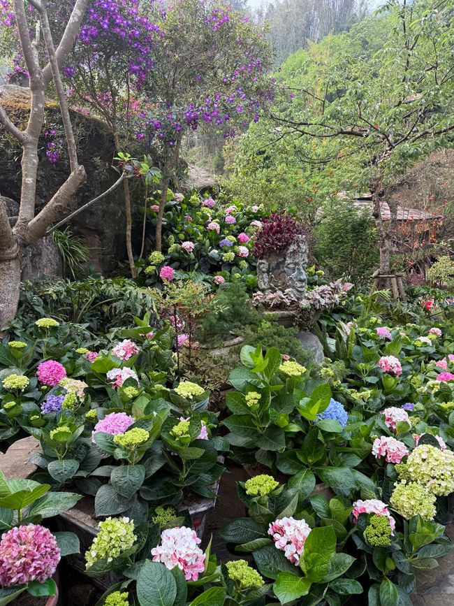 Primavera